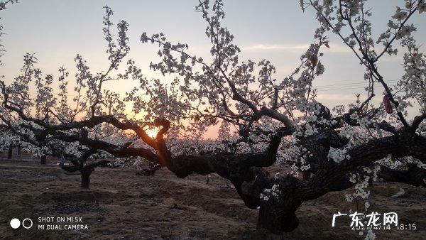 莱阳梨花节什么时间,莱阳有什么男人好玩的地方