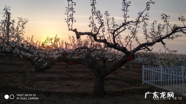 莱阳梨花节什么时间,莱阳有什么男人好玩的地方