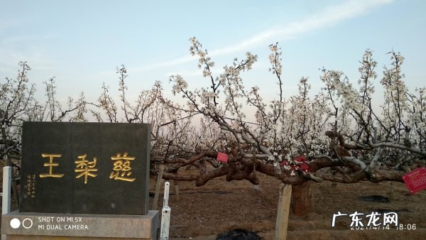 莱阳梨花节什么时间,莱阳有什么男人好玩的地方
