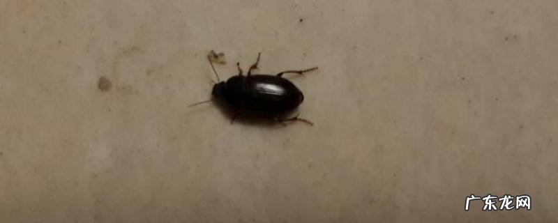 黑菌虫怎么消灭不用削充气 黑菌虫怎么消灭