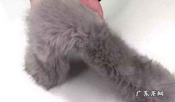 衣服上的毛领如何自己清洗,衣服上的毛领怎么清洁