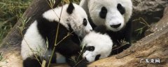 上海动物园可以看到大熊猫吗 上海动物园有大熊猫吗