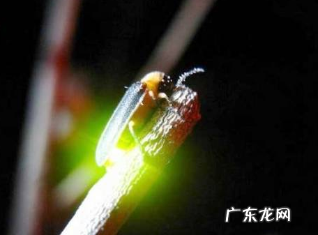 根据企鹅发明了什么,从企鹅身上发明了什么