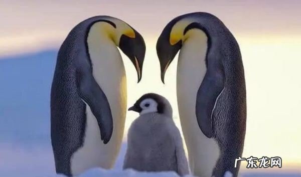 根据企鹅发明了什么,从企鹅身上发明了什么