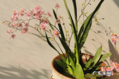 文心兰开花后怎么处理,文心兰开花后鳞茎可以剪掉