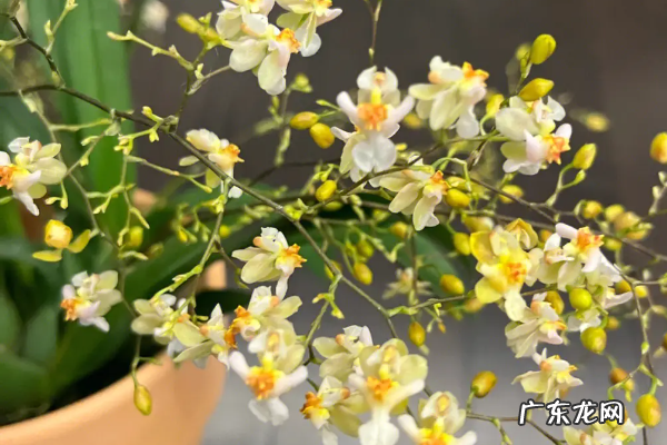 文心兰开花后怎么处理,文心兰开花后鳞茎可以剪掉