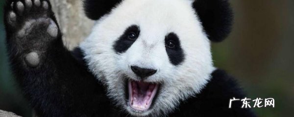 怎么介绍大熊猫,关于大熊猫的介绍 怎么写大熊猫的介绍信