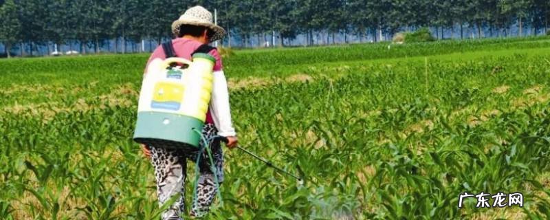 用盐水除草后会不会再长草 盐水除草多久见效