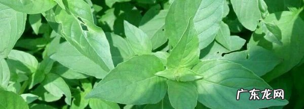 九层塔和荆芥是同一种菜吗？,荆芥和九层塔是一种植物