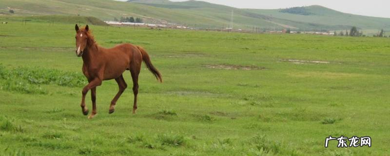 小马怎么叫,说一句话 小马怎么叫