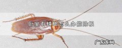 房间有蟑螂怎么办能除根,卧室有蟑螂怎么办能除根知乎