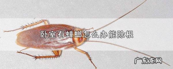房间有蟑螂怎么办能除根,卧室有蟑螂怎么办能除根知乎