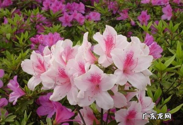 四季杜鹃花的养殖方法和注意事项,四季杜鹃怎么养