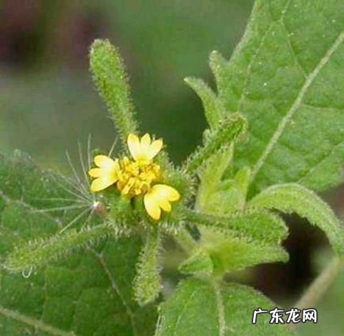 豨签草的功效 豨签草有什么作用,豨莶草的功效与作用