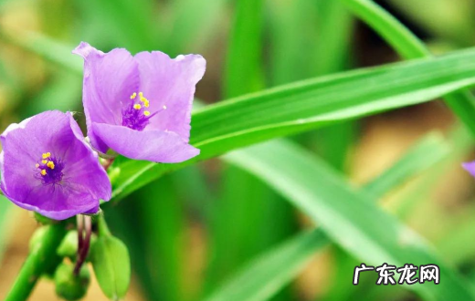 耐阴耐寒的植物花卉有哪些,喜阴耐寒的室外植物花卉有哪些