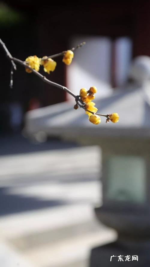立春后还会打霜,南方立春后可以种什么菜
