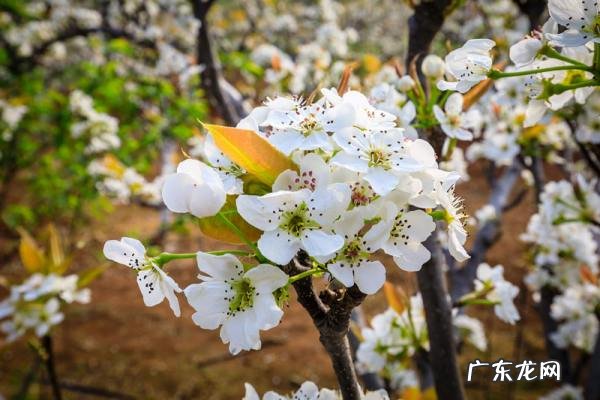 梨花有哪几种颜色,春天里的花有什么颜色
