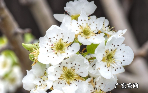 梨花有哪几种颜色,春天里的花有什么颜色