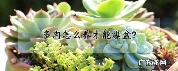 多肉怎么样养爆盆快,让多肉爆盆的6个技巧