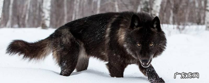 北美灰狼有多大 北美灰狼有多大是从头至尾根部吗