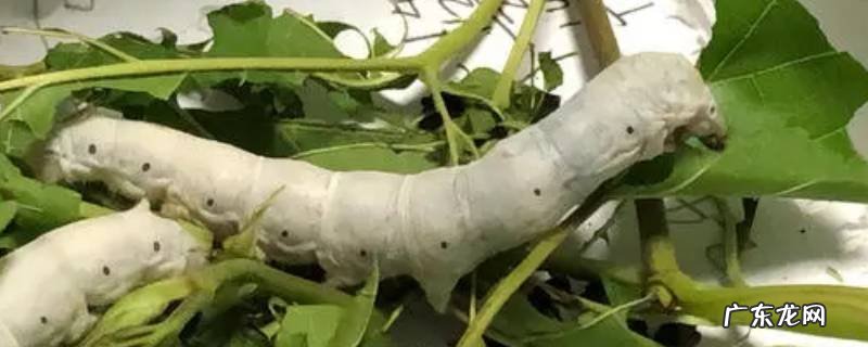 如何判断蚕龄 蚕龄怎么计算