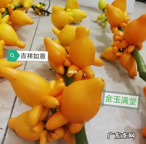 五代同堂果可以吃,黄金果有毒怎么吃