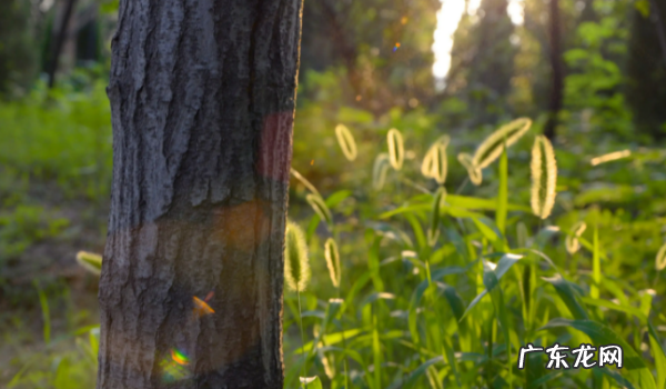 夏天的天气是怎么样,中国夏季气温特点是什么中国夏季气温有什么特点