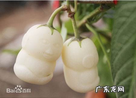 长得像佛的水果是什么,佛头果是什么水果蚂蚁庄园番荔枝