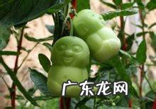 长得像佛的水果是什么,佛头果是什么水果蚂蚁庄园番荔枝