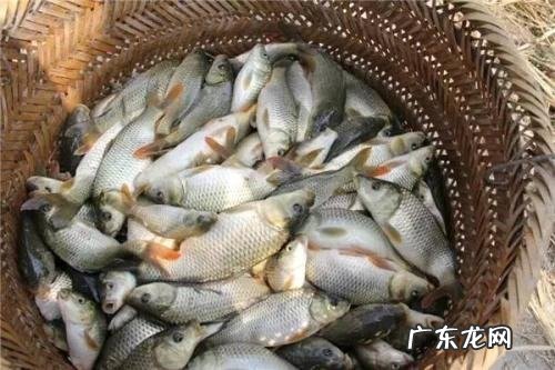 洗鱼后手上的腥味用什么可以去除,洗鱼后有腥味怎么去除