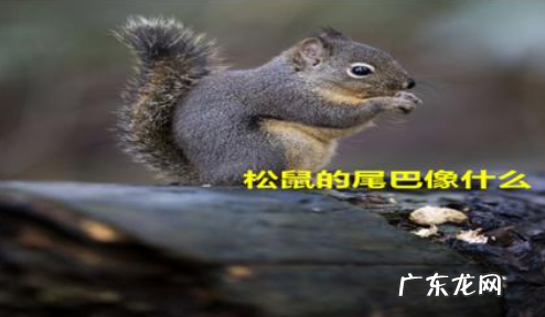 松鼠的尾巴像什么,松鼠尾巴像什么
