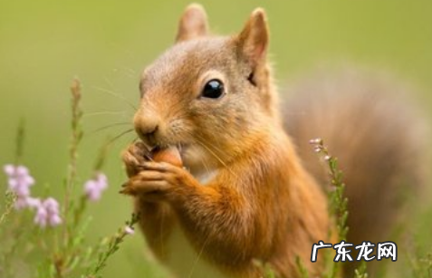 松鼠的尾巴像什么,松鼠尾巴像什么