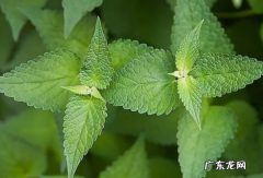 胡椒薄荷怎么养,薄荷的养殖方法和注意事项 薄荷怎么养