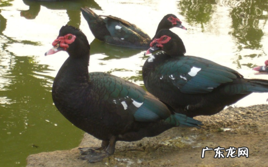 和鸭子很像的一种家禽,像鸭子又像鹅的家禽叫什么好吃