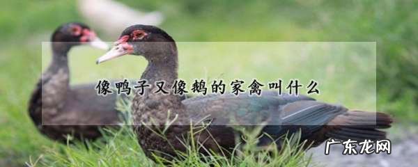 和鸭子很像的一种家禽,像鸭子又像鹅的家禽叫什么好吃