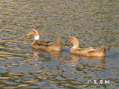 和鸭子很像的一种家禽,像鸭子又像鹅的家禽叫什么好吃