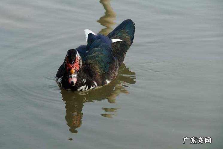 和鸭子很像的一种家禽,像鸭子又像鹅的家禽叫什么好吃
