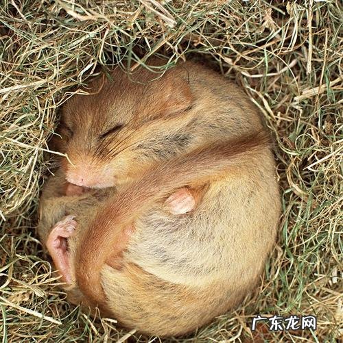 冬眠动物有哪些动物,5种冬眠的动物有哪些