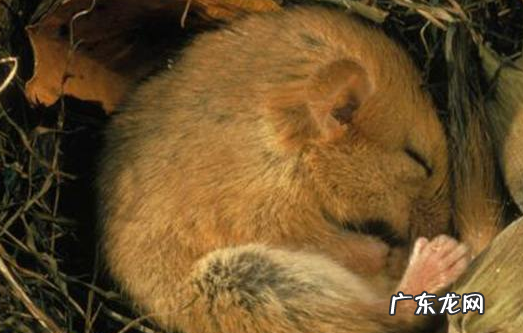 冬眠动物有哪些动物,5种冬眠的动物有哪些