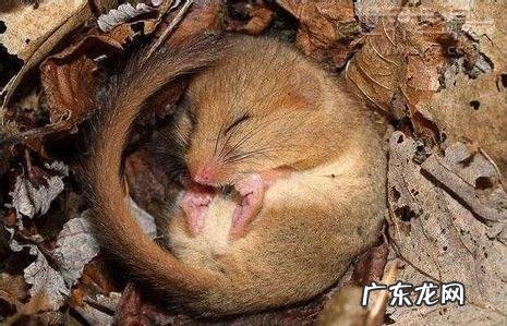 冬眠动物有哪些动物,5种冬眠的动物有哪些