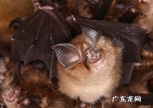 冬眠动物有哪些动物,5种冬眠的动物有哪些