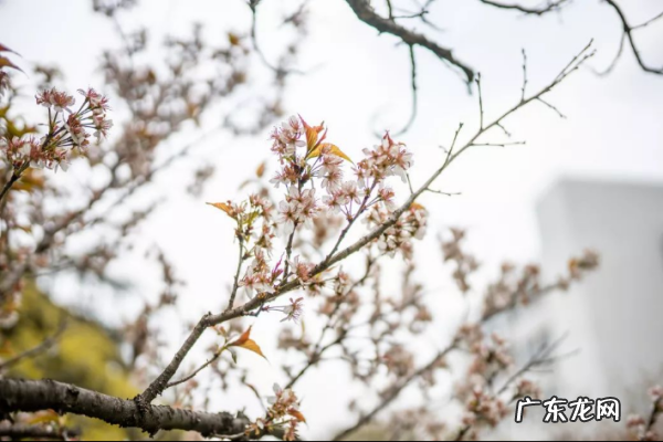 阳春三月美好的说说句子,阳春三月的优美句子短小