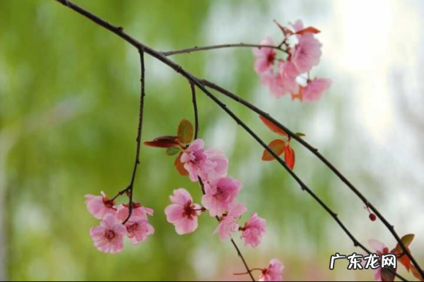 阳春三月美好的说说句子,阳春三月的优美句子短小