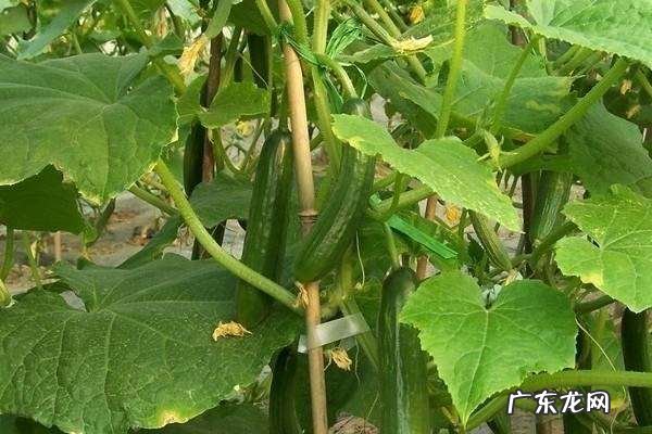 黄瓜不属于水果吗?,水果黄瓜是蔬菜还是水果