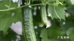 黄瓜不属于水果吗？,水果黄瓜是蔬菜还是水果