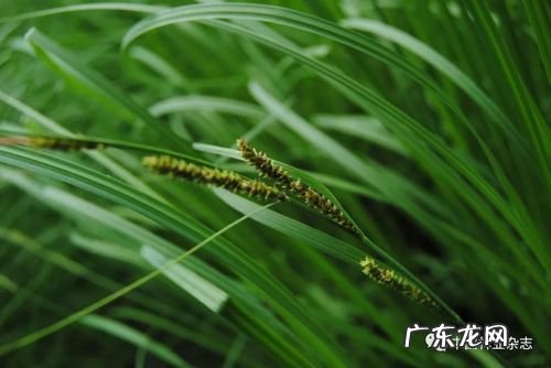 乌拉草有什么用处,乌拉草的用途 它有什么功效和作用