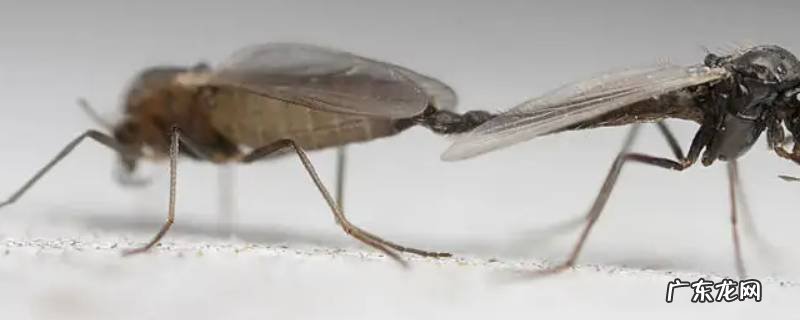 蚊子喜欢灯光吗 什么灯光会吸引蚊子