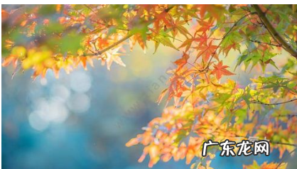 关于秋天的词语句子,关于秋天的词语和句子有哪些