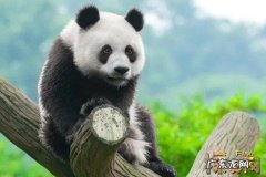 大熊猫的由来,独角仙名字的来历是什么