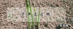 怎么样种植芦笋,芦笋怎么种植方法